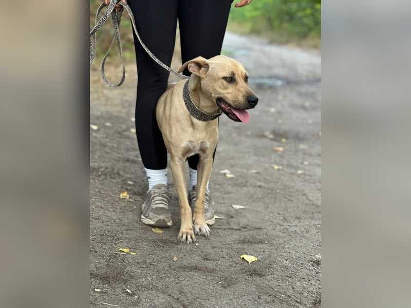 Billy, fröhlicher Wirbelwind, ca. 1 Jahr, ca. 55cm, ca. 23kg
