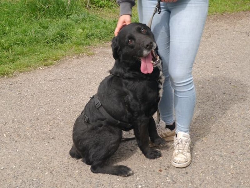Elias, liebevoller Herzenshund, ca. 12 Jahre, ca. 55cm, ca. 25 kg