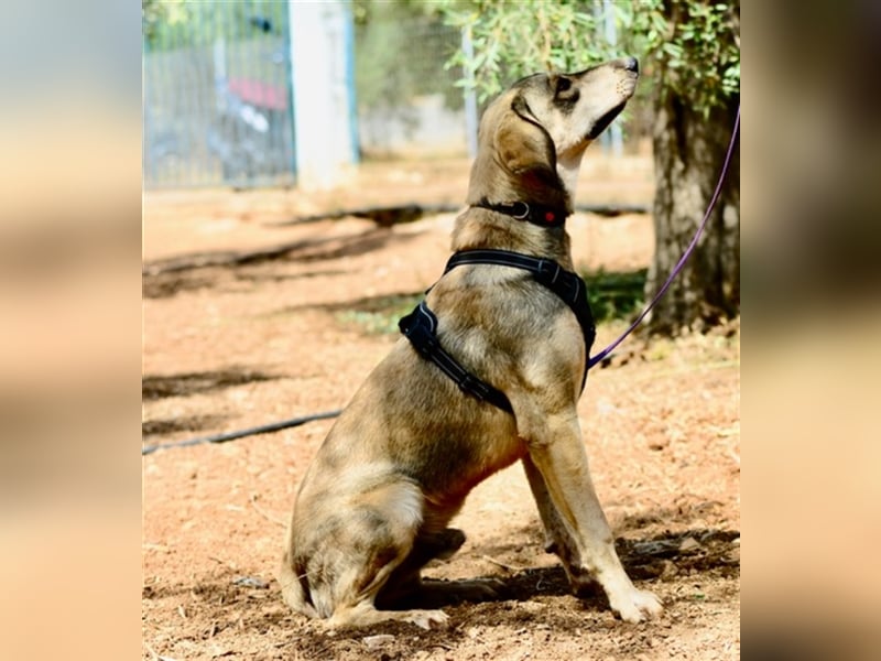 Grinias, stattlicher Kuschelbär, ca. 10 Monate