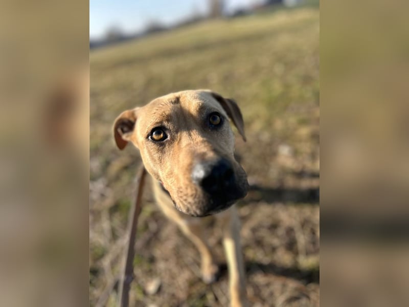 Taco, liebevoller Familienhund, ca. 2 Jahre, ca. 55cm, ca. 24 kg *88131 Lindau*