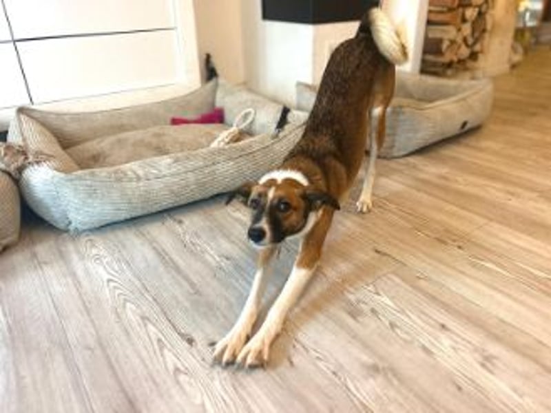 Juno, vorsichtige Hündin ca. 10 Monate, ca. 52 cm, ca. 17 kg *in 85591 Vaterstetten*