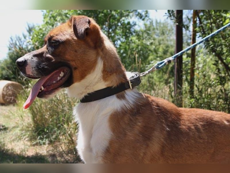 Mister Berci, offener Knuddelbär, ca. 1 Jahr, ca. 58 cm, ca. 23 kg *in 81679 München*