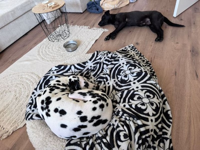 Mr. Néró, stubenreiner Traumhund , ca. 5 Jahre, ca. 52 cm, ca. 16 kg *in 82346 Andechs*