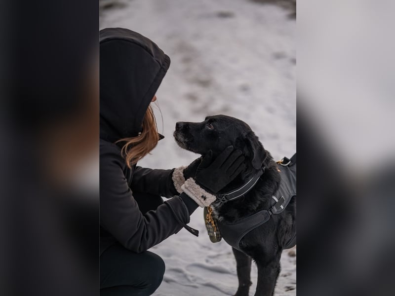 Elias, liebevoller Herzenshund, ca. 13 Jahre, ca. 55cm, ca. 25 kg *in 64287 Darmstadt*