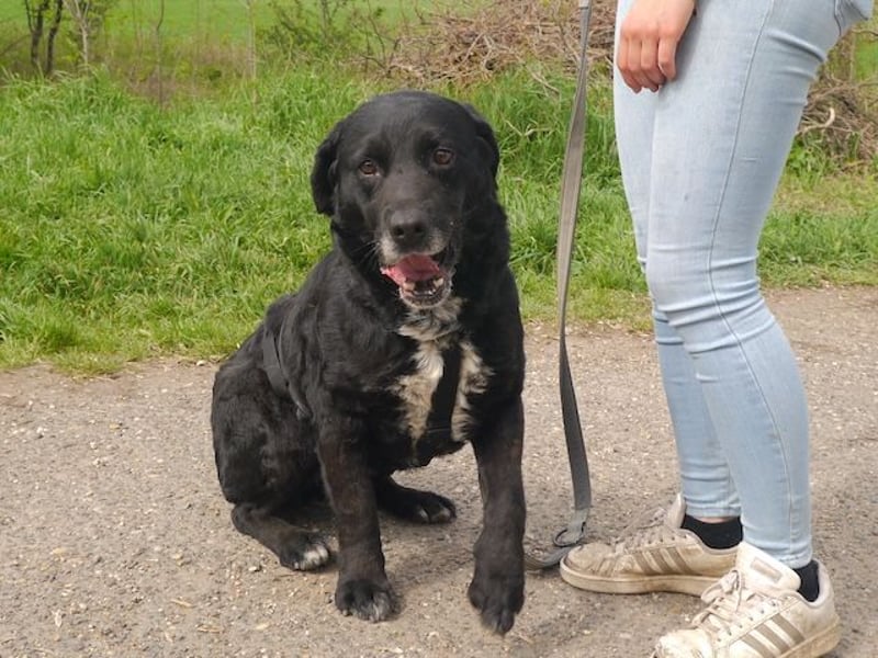 Elias, liebevoller Herzenshund, ca. 12 Jahre, ca. 55cm, ca. 25 kg