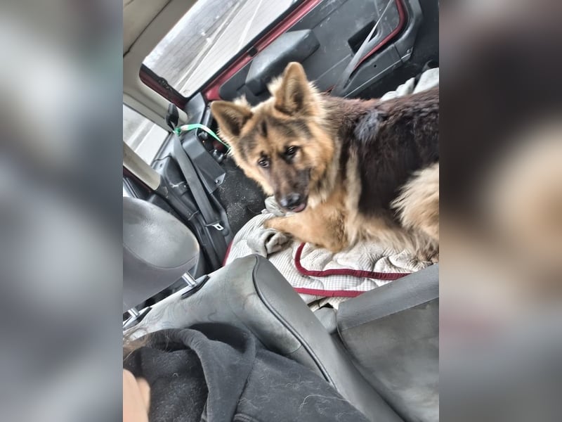 Maci, charmanter Schäferhund(mix), ca. 1 Jahr, ca. 60cm, ca. 30 kg