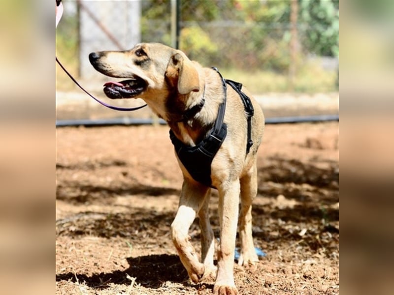 Grinias, stattlicher Kuschelbär, ca. 10 Monate