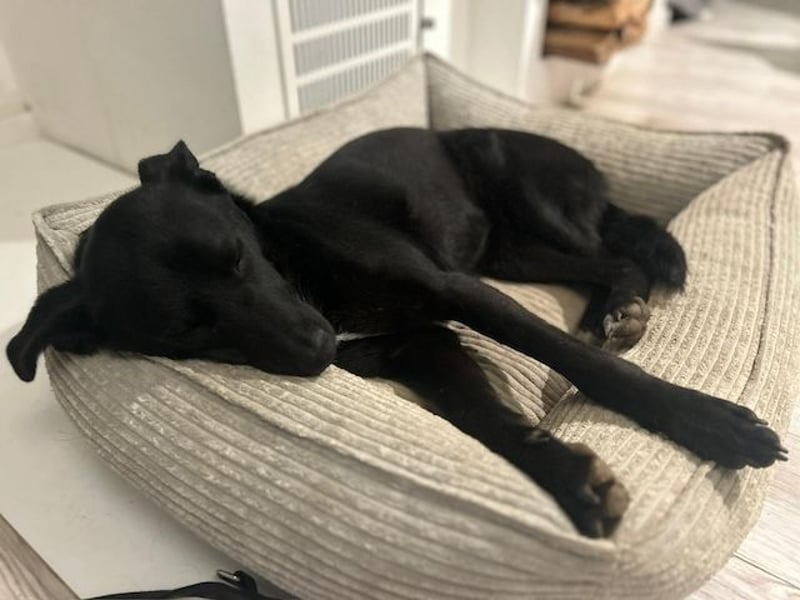 Babsi, stubenreiner Quatschkopf, ca 1 Jahr, ca 52 cm, ca. 12 kg *in 85591 Vaterstetten*