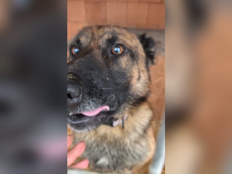 Pumba, feinfühliger Schäferhund(mix), ca. 8 Jahre, ca. 60 cm, ca. 28 kg