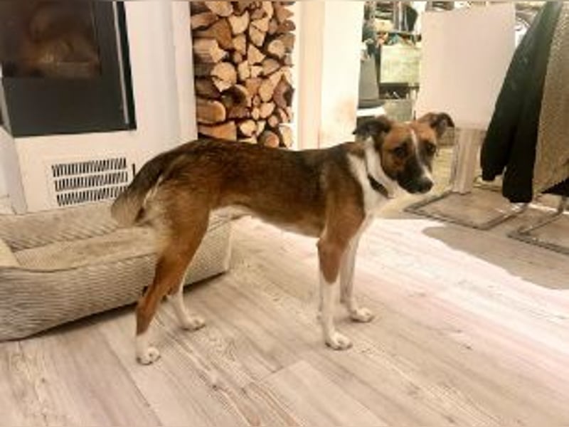 Juno, vorsichtige Hündin ca. 10 Monate, ca. 52 cm, ca. 17 kg *in 85591 Vaterstetten*