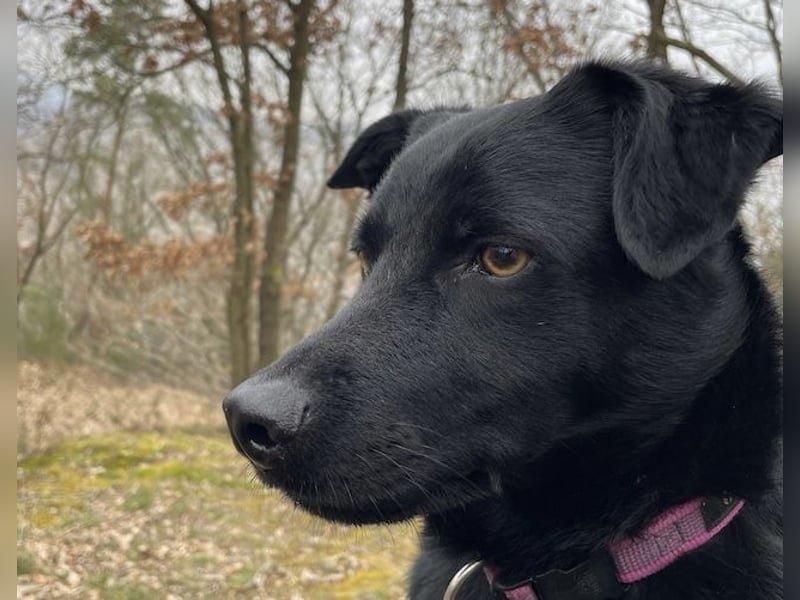 Ellie, sportliche Hündin, 5 Jahre, ca.52 cm *in 57339 Erndtebrück*