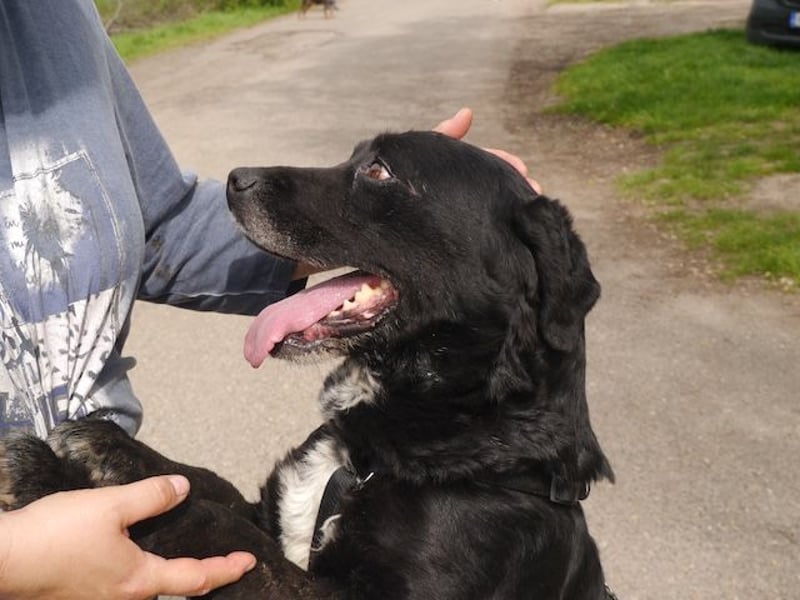 Elias, liebevoller Herzenshund, ca. 12 Jahre, ca. 55cm, ca. 25 kg