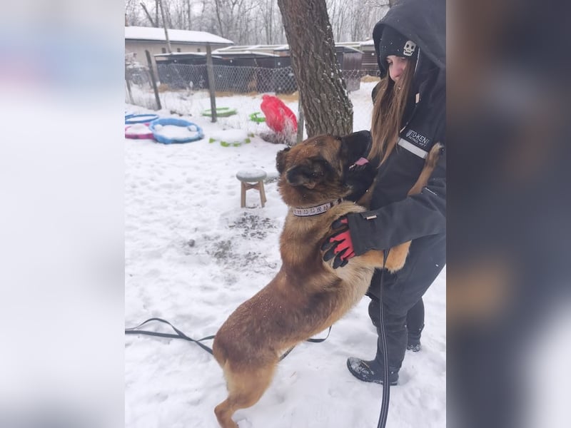 Pumba, feinfühliger Schäferhund(mix), ca. 8 Jahre, ca. 60 cm, ca. 28 kg