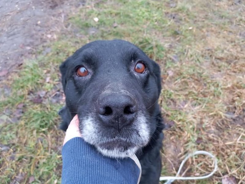 Elias, liebevoller Herzenshund, ca. 12 Jahre, ca. 55cm, ca. 25 kg