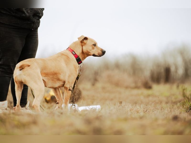 Billy, fröhlicher Wirbelwind, ca. 1 Jahr, ca. 55cm, ca. 23kg