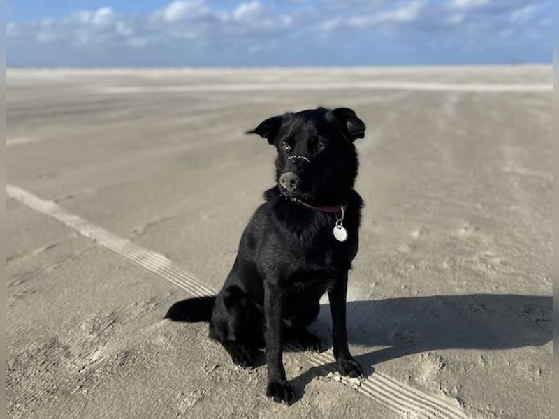 Ellie, sportliche Hündin, 5 Jahre, ca.52 cm *in 57339 Erndtebrück*