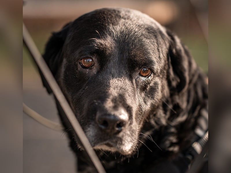 Elias, liebevoller Herzenshund, ca. 13 Jahre, ca. 55cm, ca. 25 kg *in 64287 Darmstadt*