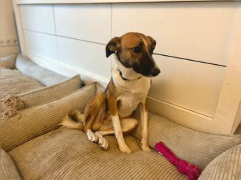 Juno, vorsichtige Hündin ca. 10 Monate, ca. 52 cm, ca. 17 kg *in 85591 Vaterstetten*