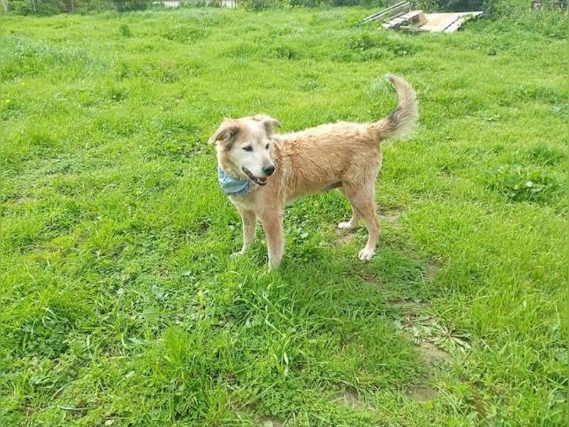 Laourita, tapfere Hundeomi, ca. 11 Jahre, ca. 56 cm, ca. 22 kg