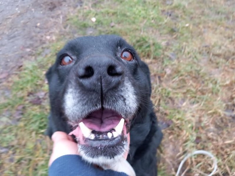 Elias, liebevoller Herzenshund, ca. 12 Jahre, ca. 55cm, ca. 25 kg