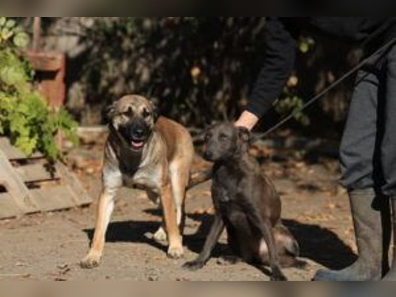 Die freundliche  Alani sucht ihr Körbchen