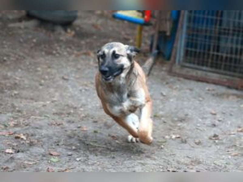 Die freundliche  Alani sucht ihr Körbchen