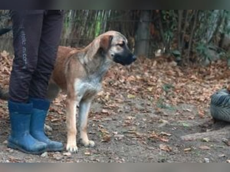 Die freundliche  Alani sucht ihr Körbchen