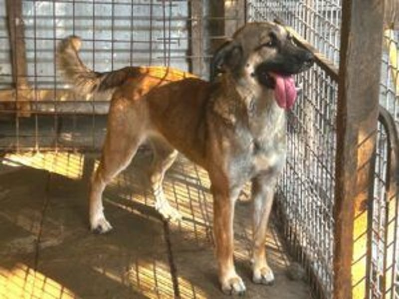 Die freundliche  Alani sucht ihr Körbchen