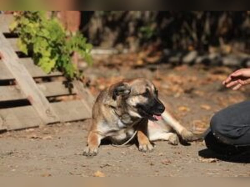 Die freundliche  Alani sucht ihr Körbchen