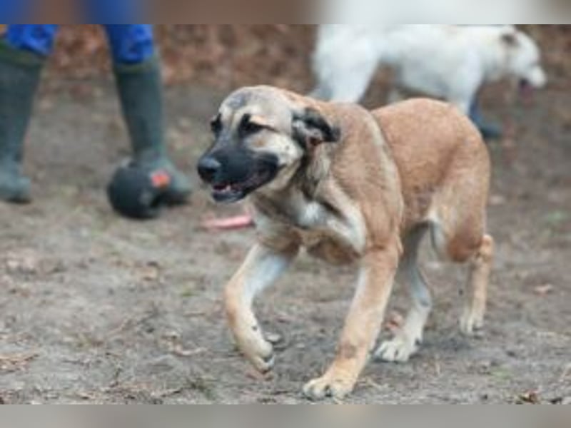 Die freundliche  Alani sucht ihr Körbchen