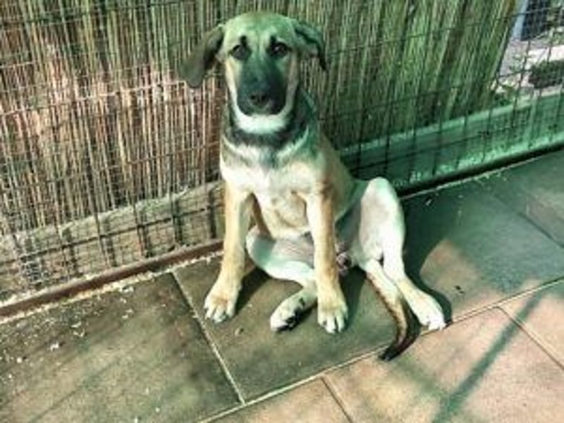 Die freundliche  Alani sucht ihr Körbchen