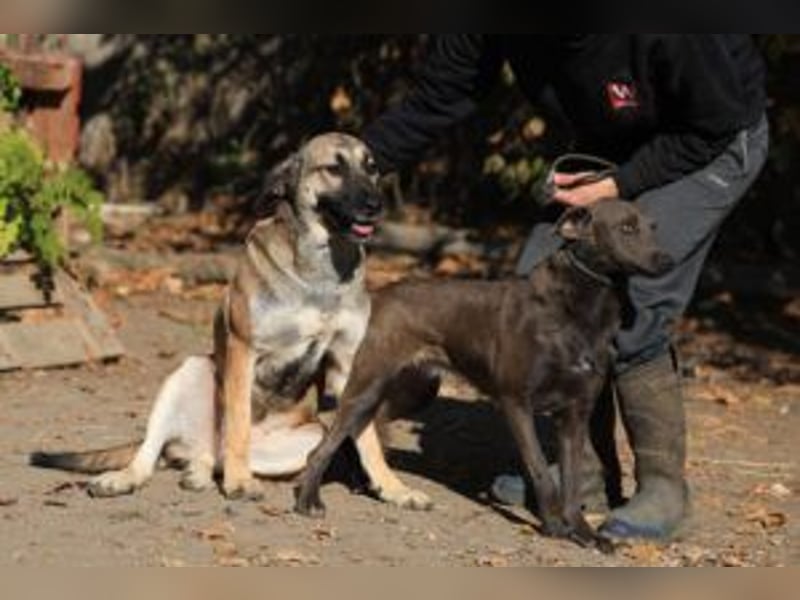 Die freundliche  Alani sucht ihr Körbchen