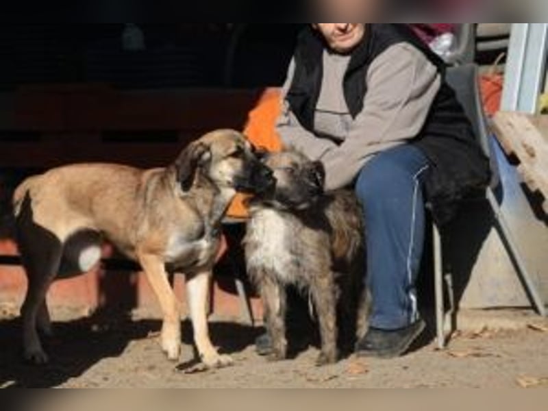 Die freundliche  Alani sucht ihr Körbchen