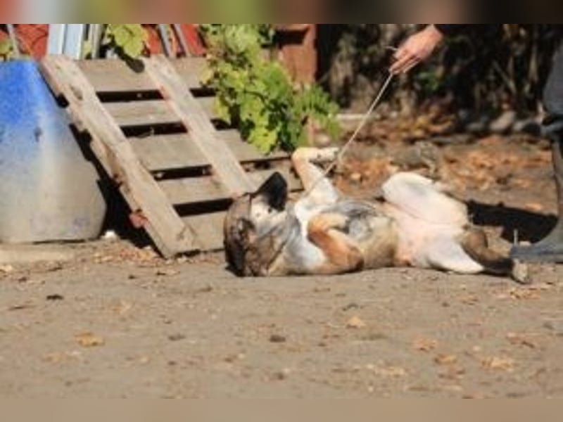 Die freundliche  Alani sucht ihr Körbchen