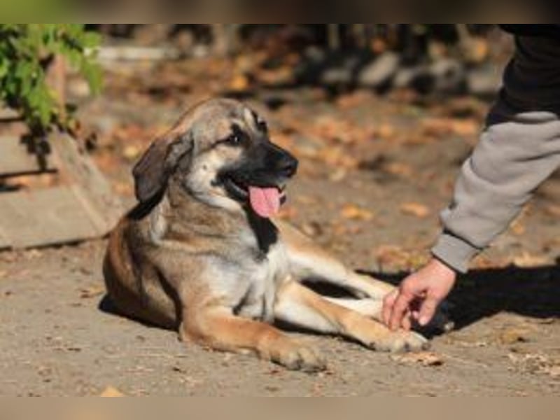 Die freundliche  Alani sucht ihr Körbchen