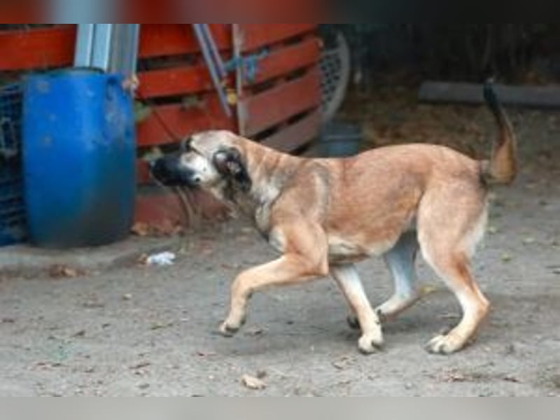 Die freundliche  Alani sucht ihr Körbchen