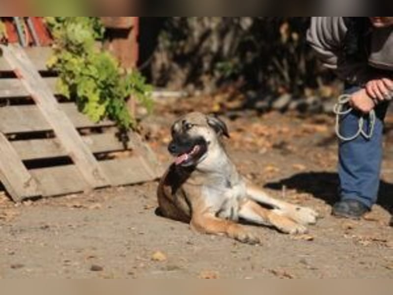 Die freundliche  Alani sucht ihr Körbchen