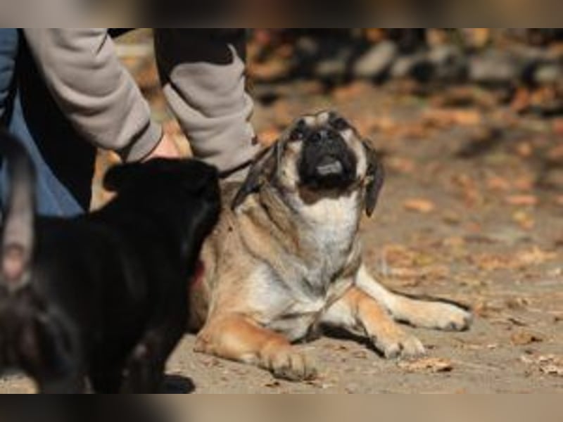 Die freundliche  Alani sucht ihr Körbchen