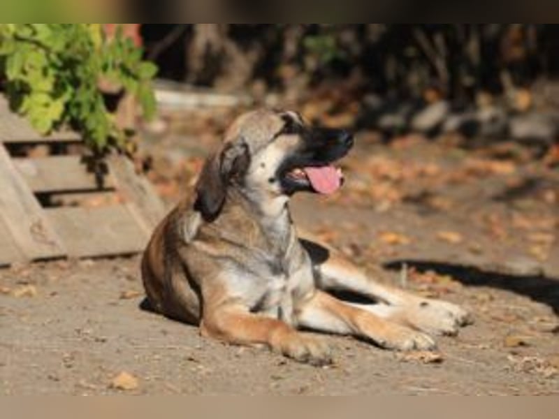 Die freundliche  Alani sucht ihr Körbchen