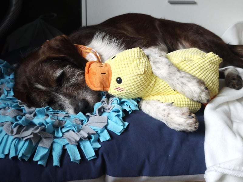 HARLEY _ unkomplizierter Freund fürs Leben