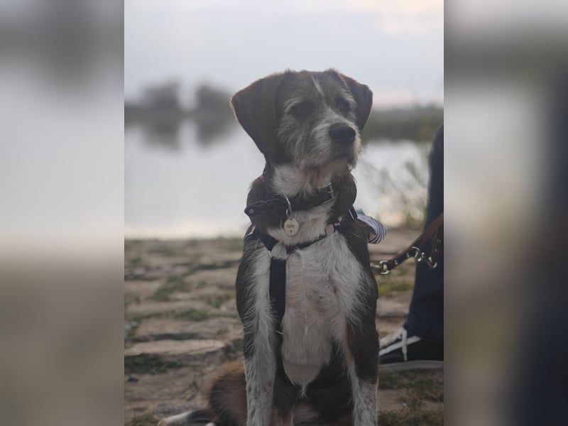 HARLEY _ unkomplizierter Freund fürs Leben