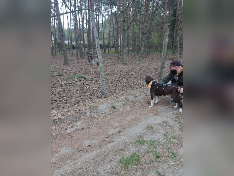 HARLEY _ unkomplizierter Freund fürs Leben