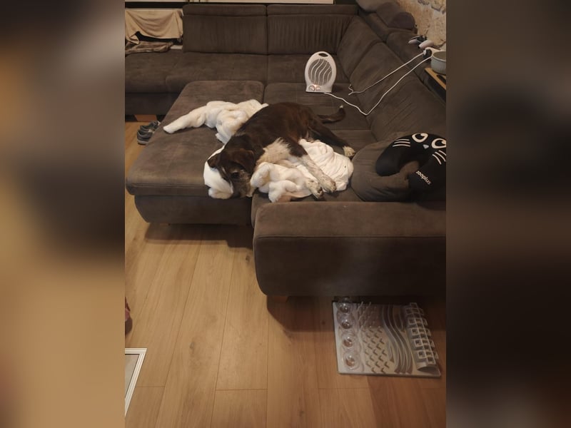 HARLEY _ unkomplizierter Freund fürs Leben