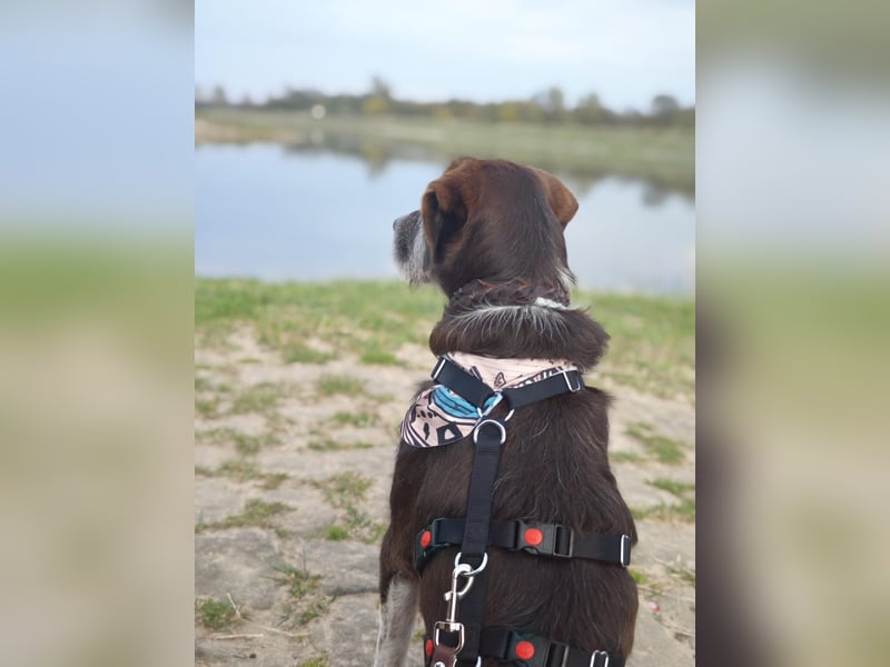 HARLEY _ unkomplizierter Freund fürs Leben