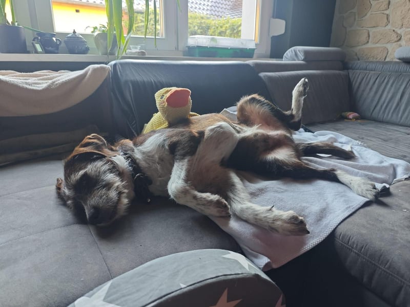 HARLEY _ unkomplizierter Freund fürs Leben