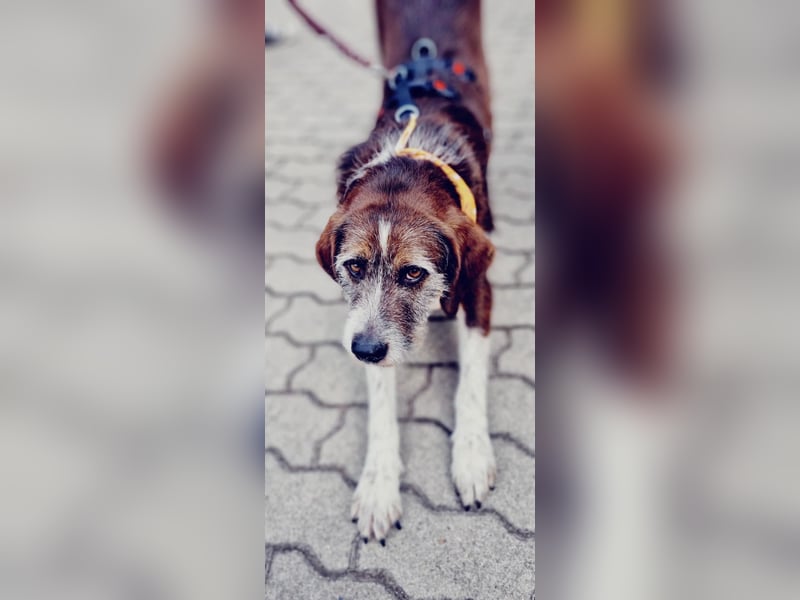 HARLEY _ unkomplizierter Freund fürs Leben