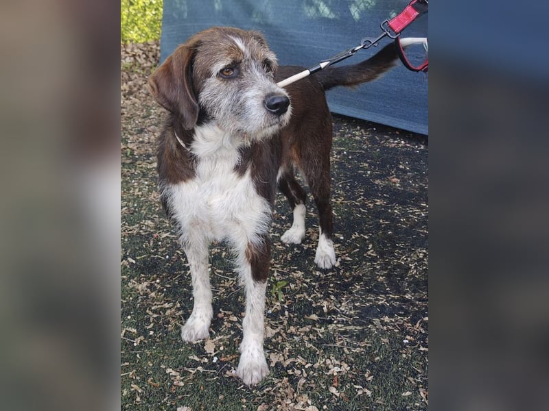 HARLEY _ unkomplizierter Freund fürs Leben