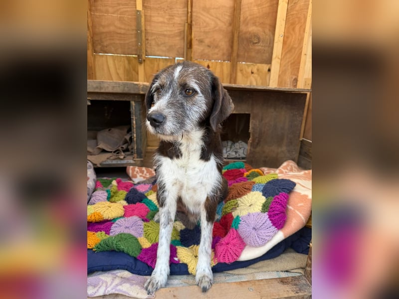 HARLEY _ unkomplizierter Freund fürs Leben