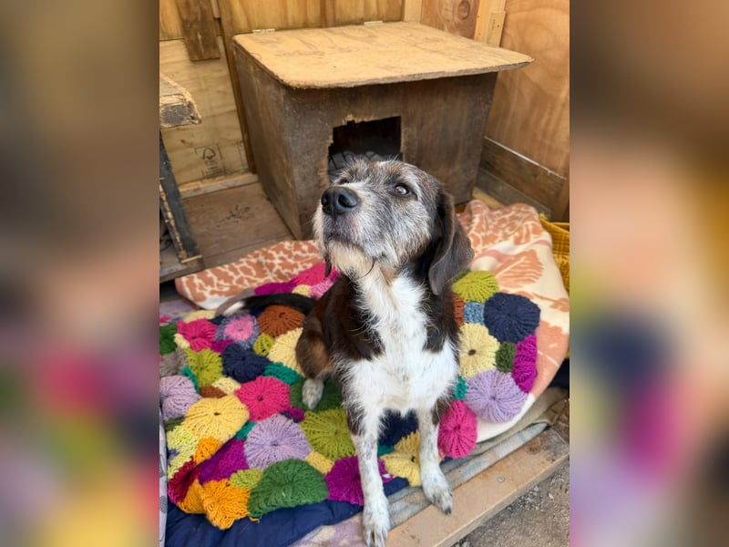 HARLEY _ unkomplizierter Freund fürs Leben