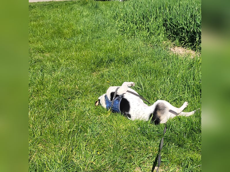 Sportliche Bella sucht ein Zuhause